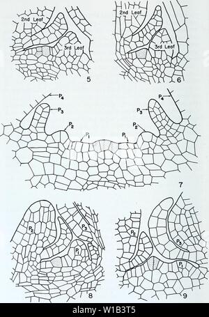 Image d'archive à partir de la page 31 de l'anatomie développementale de l'Isoetes. L'anatomie développementale de l'Isoetes . developmentalana31paol Année : 1963 Fig. 5, 6, 7, 8 et 9. La légende sur la page opposée. Banque D'Images