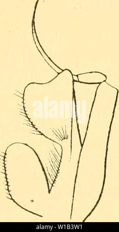 Image d'archive à partir de la page 310 de Des mécanismes respiratoires chez les. Des mÃcanismes CrustacÃs DÃcapodes respiratoires chez les ; essai de physiologie, Ãthnologique phylogÃnique et Ãvolutive . desmcanismesre00bohn Année : 1901 FiG. 1)(). - Eurytiuhi limosum dire. MaxillipÃ antÃrioiir¨dc g. AntÃrieures Les branchies sont en retrait les unes sur les autres. Les poils scotch possÃ¨dent une brosse assez bien fournie, quelques crochets peu saillants, un peigne (intermÃdiaire Pseudoxius eiEpixanthiis entre). Le trait le plus saillant est ici encore la constitution d'un orifice respiratoire Banque D'Images