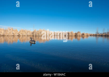 Le dirigeant d'une bernache du Canada, Branta canadensis, nageant dans un étang au printemps dans le parc provincial Lois Hole, Alberta, Canada Banque D'Images