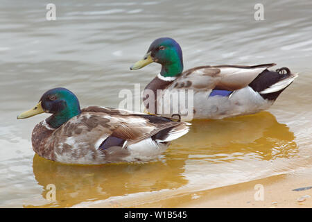 Des canards colverts (Anas platyrhynchos). Reproduction en couleur de plumage est sur le point d'être remise et un jeu de plumes temporaire a commencé à remplacer l'ensemble de reproduction, connu sous le nom de l'eclipse, qui ressemble à la femelle de camouflage, plumage cryptique.​ Banque D'Images