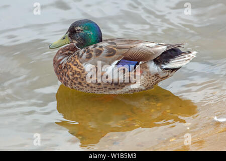 Drake mallard (Anas platyrhynchos). Reproduction en couleur de plumage est sur le point d'être remise et un jeu de plumes temporaire a commencé à remplacer le jeu d'élevage, appelé l'éclipse plumage.​ Banque D'Images