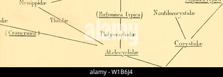 Image d'archive à partir de la page 326 de Des mécanismes respiratoires chez les. Des mÃcanismes CrustacÃs DÃcapodes respiratoires chez les ; essai de physiologie, Ãthnologique phylogÃnique et Ãvolutive . desmcanismesre00bohn Année : 1901 SUR LA RKSl'ION DES DKCAI lRAl''OllES. 317 CHAPITRE V. CONCLUSIONS La vie fouisseuse et la phylog-Ãnie Obtmann des crabes, [E, 94] Un donnÃ le tableau suivant relatif Ã la gÃnÃa- logie des Brachyures : Gecarcmiaie Oc&gt ;'podida ? Grapsidie GonoplacidÅ Trapeziidas Xaidluda ? Oziidx Lissocarcinidae ThalaruiliJaf carici-ida ? Menippidae Cjrcinida ? Pmriolheridae Carupidae Tlmd Por Banque D'Images