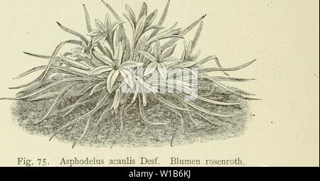 Image d'archive à partir de la page 327 de la Deutsche Garten-Zeitung (1886). . Deutschegartenze Garten-Zeitung Deutsche01witt Année : 1886 320 Asphodelus acaulis. [Deutsche Garten-Zeitung hoch zu halten, ich mir die erlaubte Angelegenheit zu besprechen. L. Groth, Vorsteher des Gartenbau-Vereins à Eisenhüttenstadt. Asphodelus acaulis Desf. (Mit figure.) Von Carl Sprenger, dans Firma Dammann & Co., San Giovanni a Teduccio bei Neapel. Jn Drüben Algerien in der Provinz Oran, nach Westen hart an der Grenze, marok- kanischen Djiebel zunächst von Santo, wächst der oder besser kurzstengelige stengellose Affodil. Es darf nic Banque D'Images