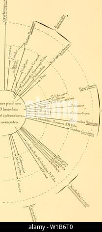 Image d'archive à partir de la page 329 de Des mécanismes respiratoires chez les. Des mÃcanismes CrustacÃs DÃcapodes respiratoires chez les ; essai de physiologie, Ãthnologique phylogÃnique et Ãvolutive . desmcanismesre00bohn Année : 1901 320. rormesprunilives nOIIX GEORGES un 9 e fronl Ã franchies( Ã pallesmÃ chi non avan-antcs PauopÃidÃs lt; =PseuclÃ XanihidÃs" - Banque D'Images