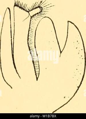 Image d'archive à partir de la page 330 de l'Des mécanismes respiratoires chez les. Des mÃcanismes CrustacÃs DÃcapodes respiratoires chez les ; essai de physiologie, Ãthnologique phylogÃnique et Ãvolutive . desmcanismesre00bohn Année : 1901 FiG. 202. Â Mictyris. Jongicarpns MaxillipÃ antÃrieurs¨des. Parmi des formes dÃjÃ assez spÃcialisÃes comme les fortunes, on peut voir s'esquisser une diffÃrenciation chez corystidienne licnus picsillus le Po'Lexch qui, sous l'influence de la composition chimique de l'eau, sÃcrÃ¨te une chitine faible et plastique rappelant celle des ancÃªtres. On trouve Ãgalement des transf Banque D'Images