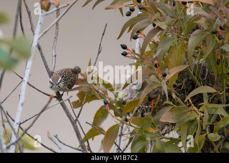 Un spécimen de mountain rattle (Campylorhynchus gularis) veille sur un groupe de personnes qui marche près de son nid, à l'intérieur des installations de l'École Nationale des hautes études (ENES) dans la municipalité de Morelia, Michoacán. . (Photo : AdidJimenez nortephoto.com) / ejemplar Onu de matraca serrana (Campylorhynchus gularis) vigila a un grupo de personas que caminan cerca de su nido, dentro de las instalaciones de la Escuela Nacional de Estudios Superiores (ENES) en el municipio de Morelia, Michoacán. . (Photo : AdidJimenez/nortephoto.com) Banque D'Images