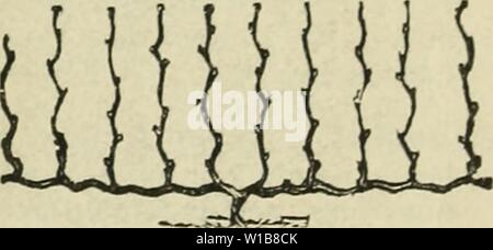 Image d'archive à partir de la page 34 du catalogue descriptif du sud et. Catalogue descriptif des fruits et du sud et de l'acclimatation d'arbres ornementaux, de raisins, de conifères, d'arbustes, roses, &c. . Descriptivecatal1895jvan Année : 1895 lorsque la croissance commence au printemps, les jeunes pousses doivent être réduites d'ébourgeonnage, de sorte qu'ils peuvent se tenir debout sur un pied en dehors de la canne à sucre, de la sélection, bien sûr, d'importants) de la santé'' tire à mesure qu'ils grandissent ; ils sont liés jusqu'à la deuxième, troisième et quatrième fil ou slat, et tous les autres ceux superflus supprimés, ainsi que les jeunes qui latérale apparaît sur vigne vigoureuse Banque D'Images