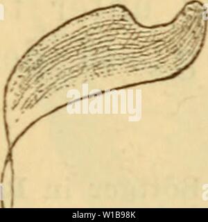 Image d'archive à partir de la page 342 de la Mitteleuropa Mollusken-Fauna Die (1884). Die Mollusken-Fauna diemolluskenfaun . la Mitteleuropa22cles Année : 1884 Banque D'Images