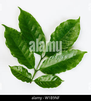 Café vert humide leafs isolé sur fond blanc Banque D'Images