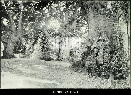 Image d'archive à partir de la page 35 de l'élaboration de la foresterie. Le développement de la sylviculture . developmentofbri forbuoft Année : 191000r/lolL'. ly M. R. ir. Il'cuh. 5. Gommage naturel de cendres, IIoli.v, ktc. Killakney. 6. Hêtre Pollards. Banque D'Images