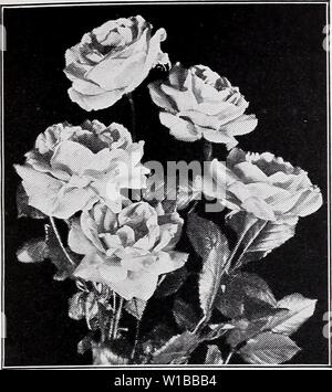 Image d'archive à partir de la page 36 de la liste de prix descriptif (1935). Liste de prix descriptif . descriptiveprice smeo001 Année : 1935 C. M. Hobbs & Sons, Inc., Bridgeport, INDIANA Paul's Scarlet Climber. HARDY EVERBLOOMING ROSES- suite. H. C. Machin. Et plein de fleurs globuleuses rouge intense rouge. J. L. Mock. Grand, plein, odorante. Sil- pétales rose très intérieur, extérieur rose-carmin. Kaiserin Augusta Victoria. Grande, double, fleurs blanc crème. Killarney. Grandes fleurs lâches de belle couleur chair. Lady Alice Stanley. Deux-tons chair pâle pétales, à l'intérieur, l'extérieur des récifs-rose. La France. B Banque D'Images