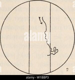 Image d'archive à partir de la page 36 d'Lichtsinnesorgane Die Algen der Studien. Die Algen der Lichtsinnesorgane. Studien zum Ausbau der vegetabilen Reizphysiologie dielichtsinnesor . J00an électionné : 1908 Banque D'Images
