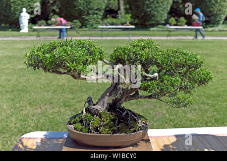 Un bonsaï bien taillé en planteur est exposé à l'extérieur pendant le spectacle d'été 2019 du Cleveland Bonsai Club au Botanical Gardens de Cleveland. Banque D'Images