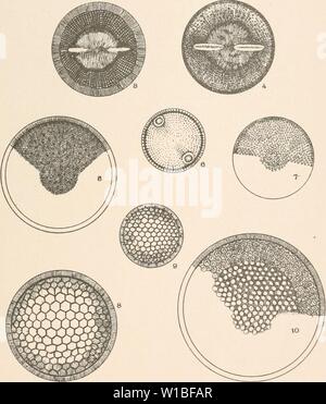 Image d'archive à partir de la page 388 du Diatomaceae de l'Amérique du Nord, l'illustration. Diatomaceae de l'Amérique du Nord, illustré de vingt-trois cents figures de l'auteur sur les dessins de cent douze plaques . diatomaceofnor00woll Année : 1890 Banque D'Images