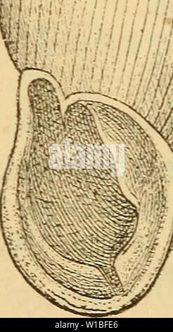 Image d'archive à partir de la page 388 de Die Mollusken-Fauna la Mitteleuropa's (1884). Die Mollusken-Fauna diemolluskenfaun . la Mitteleuropa22cles Année : 1884 • Banque D'Images