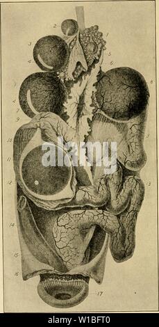 Image d'archive à partir de la page 39 de l'élaboration du poussin. Le développement du poussin : une introduction à l'embryologie . developmentofchi02lill Année : 1936 22 LE DÉVELOPPEMENT DU POUSSIN Fig. 4. - Les organes de reproduction de la poule. (Après Duval, basé sur une figure par Coste.) La figure est schématisée sur un point, à savoir, que deux Banque D'Images