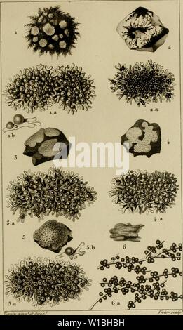 Image d'Archive de la page 40 du Dictionnaire des sciences naturelles [document électronique Banque D'Images