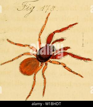 Image d'Archive de la page 40 de Die Arachniden Getreu nach der. Die Arachniden. Getreu nach der Natur und beschrieben abgebildet . diearachnidenget03koch Année : 1831 Banque D'Images