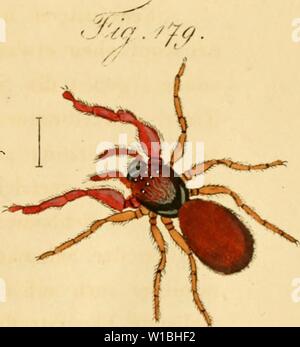 Image d'Archive de la page 40 de Die Arachniden Getreu nach der. Die Arachniden. Getreu nach der Natur und beschrieben abgebildet . diearachnidenget03koch Année : 1831 / / Banque D'Images