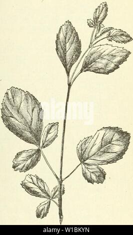 Image d'archive à partir de la page 424 de la Deutsche Garten-Zeitung (1886). . Deutschegartenze Garten-Zeitung Deutsche01witt Année : 1886 Fig. 91. Parvifolia var. monoplivlla Fraxiniis hört. Zoesch. Erlaube ich mir heute noch einige, unverfälschte ungekünstelte Naturspiele vorzuführen, besonders die, die Herren Botaniker dürften interessiren. Ich vor zwei Jahren erhielt aus dem altberühmten verehrten Freundes dossier : Ronald akkerman Parke, des damahgen Regenten von Braunschweig- Hofjägermeister Berrn, F. von Veltheim zu Destedt, unter anderen mes meilleures Zuwendungen Samen auch von einer alten Fraxinus parvi- folia Lam.  = l Banque D'Images