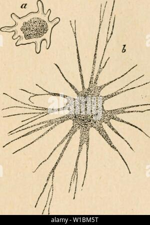 Image d'archive à partir de la page 426 du Dictionnaire de physiologie (1895). Dictionnaire de physiologie . dictionnairedeph01arich Année : 1895 amibes. 405 nismc île colle résistance ? L.a Miorosplièrt» onlouréo esl-ello substance proleelrice irune. ou bien séerèle-t-elle une substance toxieu- dopodes nappe en. Les leucocytes en pailiculier liatracims de certains du Triton) cvistntus présentent des pseudopodes, en forme d'épines, de baguettes hyalines, d'apparence souple. Ce sont de véritables rhizopodes comme on en rencontre chez les protozoaires. Sur les a appelés FiG. 33. un mouvement sarcodifjue ; b. Banque D'Images