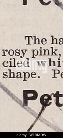 Image d'archive à partir de la page 43 du catalogue descriptif de légumes, de fleurs,. Catalogue descriptif de légumes, de fleurs, et des semences de ferme : bulbes, racines, plantes, outils . descriptivecatal1894weeb Année : 1894 pétunias, ces Pétunias sont très profondes gorge blanche. La plupart des fleurs sont soigneusement hérissé ou frangés sur les bords, et sont de dimensions énormes, souvent 5 pouces de diamètre, mais leurs grands mérites se trouvent dans les innombrables variétés de couleurs, beaucoup d'entre eux ; intense avec veinings biotchings, marquage, et stripings, dans le grotesque et la plupart des belles combinaisons-certains profonde ' witu charmant Banque D'Images