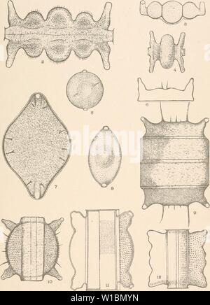 Image d'archive à partir de la page 432 de Diatomaceae de l'Amérique du Nord, l'illustration. Diatomaceae de l'Amérique du Nord, illustré de vingt-trois cents figures de l'auteur sur les dessins de cent douze plaques . diatomaceofnor00woll Année : 1890 Banque D'Images