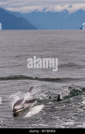 Le dauphin à flancs blancs du Pacifique jouant dans l'Inlet Knight le long de la Great Bear Rainforest coast, le territoire des Premières Nations, Colombie-Britannique, Canada Banque D'Images