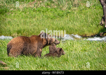 Maman d'ours grizzli avec deux oursons cette année balayant la région, des moments précieux dans la forêt pluviale de Great Bear, Knight Inlet, territoire des Premières nations Banque D'Images