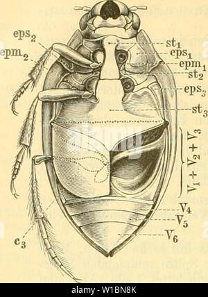 Image d'archive à partir de la page 435 de Die Käfer von Mitteleuropa . Die Käfer Mitteleuropa : von der Käfer österreichisch-ungarischen Monarchie, Deutschlands, der Schweiz und des Französischen und italienischen . Alpengebietes diekfervonmitt01gang Année : 1892 424 III. Familie. Haliplidae. Fig. 34. Von Unterseite Haliplus Prosternum. er ist.. ülesosternum Metaster st- nnm. eps, ep, eps Episteruen des pro-, méso- und métathorax. tp'', TPM, Epimeren des pro- et Mésothorax. c llinterhüften Fj -f V-- V Die drei ersten- Tentral verwachsenen mit einander segmente. V- Vg viertes bis seclistesVentrals Banque D'Images