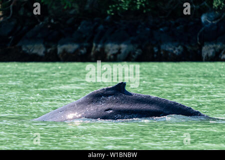 Baleine à bosse plongée dans le vert d'eau d'alimentation du glacier de l'Inlet Knight, le territoire des Premières Nations, la forêt pluviale de Great Bear, en Colombie-Britannique, Canada. Banque D'Images