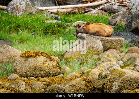 Grizzli dormir sur un rocher dans l'Inlet Knight, le territoire des Premières Nations, la forêt pluviale de Great Bear, en Colombie-Britannique, Canada. Banque D'Images