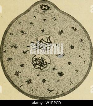 Image d'archive à partir de la page 44 de l'élaboration de l'humain. Le développement de l'organisme humain : un manuel des droits de l'embryologie . developmentofhum00mcmu Année : 1914 Banque D'Images