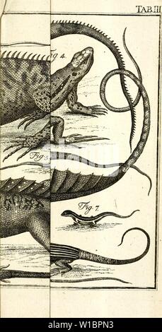 Image d'archive à partir de la page 442 de Des Ritters Carl von Linné. Des Ritters Carl von Linné . desritterscarlvo03linn Année : 1773 Banque D'Images