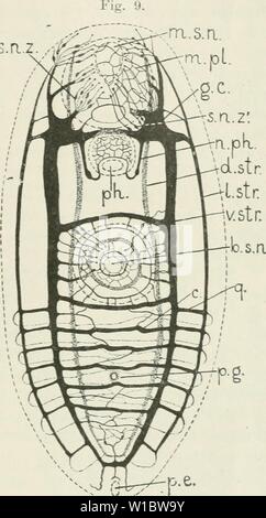 Image d'archive à partir de la page 46 de die im Leitungsbahnen Nervensystem der Banque D'Images