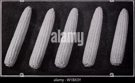 Image d'archive à partir de la page 47 du catalogue descriptif de légumes (1947). Catalogue descriptif de légumes . descriptivecatal1947asso Année : 1947 44 PRODUCTEURS DE SEMENCES ASSOCIÉS, Inc. Erie : un nouveau Asgrow hybride avec de longues et fines oreilles Maïs doux (Zea mays var. saccharata depuis trois générations nous ont mis dans le maïs sucré, depuis le moment où, selon la tradition acceptée, Everett B. Clark s'est développée la première récolte de ce qui a été conçu pour être utilisé uniquement pour les semences. Dans les demi-siècle nous a présenté un grand nombre de variétés à pollinisation libre et puis, avec l'avènement de la méthode d'élevage moderne Banque D'Images