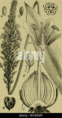 Image d'archive à partir de la page 471 de la Deutsche Flora Pharmaceutisch-medicinische Botanik Ein Banque D'Images