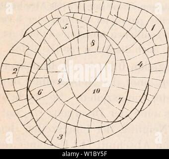 Image d'archive à partir de la page 477 de Die Lehre von der Pflanzenzelle Banque D'Images