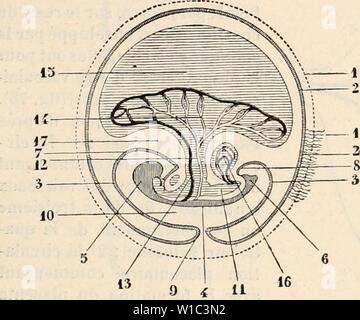 Image d'archive à partir de la page 516 du Dictionnaire de physiologie (1904). Dictionnaire de physiologie . dictionnairedeph06riche Année : 1904 FÅTUS. 50Â" gine du systÃ me¨hÃpatique affÃrentes biliaires, veines, ou veine, porto et veines affÃ- rentes, veines sus-hÃpaliques (fig. 73). Poignée d'un certain temps, le sang venu de la vÃsicule ombilicale pourra ainsi suivre une voie double : une voie directe, celle des veines vitellines ; une voie indirecte, par sentÃe- reprÃ lÃ rÃseau sanguin hÃpatique. Mais IjientÃ't la partie des veines vitellines forment entre les veines hÃpatiques effÃrentes «affÃrentes et Banque D'Images