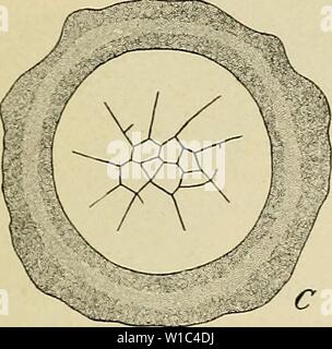 Image d'archive à partir de la page 52 de l'élaboration de l'humain. Le développement de l'organisme humain : un manuel des droits de l'embryologie . developmentofhum00mcmu Année : 1914 Banque D'Images