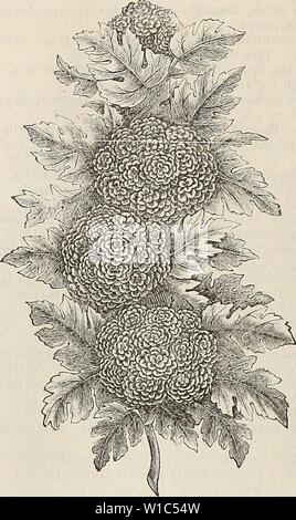 Image d'archive à partir de la page 53 du catalogue illustré et descriptif . Catalogue illustré et descriptif : fruits et arbres d'ornement, arbustes, plantes, etc . descriptiveillus nmoo1894Année : 1894 42 THORN. Thorn (Cratasgus). DOUBLE BLANC (Plena) Oxyacantlui-Banques-Institutions Financières, petites fleurs blanches doubles. jyOVBLE Coccinciifl (écarlate. pi.)-Aline variété, les fleurs d'une couleur d'écarlate .ombre ; très double, et considérablement plus grande que la chambre double ; ligne rouge feuillage riche. ' PAUL'S NEW DOUBLE.'-c'est un nouveau genre et de l'être.st. Les fleurs sont en grappes comme arc ; verveines double très grande, et pleine, et Banque D'Images