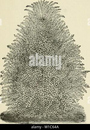 Image d'archive à partir de la page 54 du catalogue descriptif des fruits et. Catalogue descriptif des fruits et des arbres ornementaux : raisins, roses, d'arbustes, etc., etc. . descriptivecatal crochet1894Année : 1894 Catalogue descriptif à feuilles de hêtre pourpre. Ash a continué.) Floraison européenne (ornus)-pousse à partir de 20 à 30 pieds de haut ; fleurs blanc verdâtre, fringe-comme ; produite au début de juin dans de grandes grappes à l'extrémité des rameaux. Aboya l'or (aurea)-un endroit visible à tout moment de l'arbre surtout en hiver, en raison de la jaune hark et twisted hranches. Willow-Leaved (Salicifolia)-Une belle variété de Banque D'Images