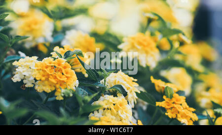 Nature Concept Minimal - Feuilles vertes fond avec de petites fleurs jaunes ; Banque D'Images