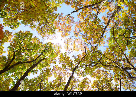 Aux couleurs rouge, jaune et vert, le chêne et l'érable feuilles des arbres dans la forêt d'automne. Vue de dessous de la cime des arbres. Banque D'Images