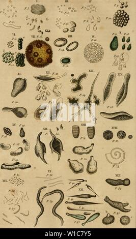 Image d'archive à partir de la page 559 du Dictionnaire classique d'histoire naturelle (1822) Banque D'Images