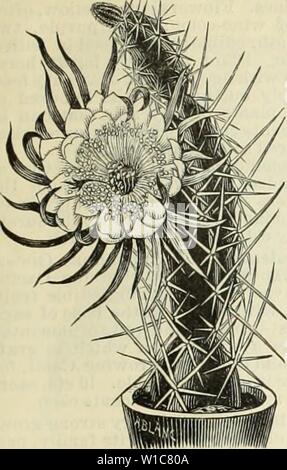 Image d'archive à partir de la page 56 du catalogue illustré et descriptif et. Catalogue illustré et descriptif et manuel / Royal Palm forestières . descriptiveillus1893roya Année : 1892 Cactus. 51 setispinus à quille. CEREUS VARIABILIS. Pixe-Apple page 50 ) de l'iSee Cactus. Une charmante variété, d'apparence très soignée. Les épines sont blanches .courte, épaisse et couvrir la plante. Fleurs jaune citron, environ deux pouces de diamètre, et de garder à profu- sion. 25 cents à 1 $ chacun. E. Wislicenii. De l'Arizona. Le crochet de Poisson, Cactus et parfois appelé- Stuaw liERRY Cactus. Un beau et grand tri, couvrir Banque D'Images