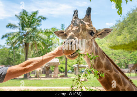 L'alimentation de l'homme une girafe au zoo Banque D'Images