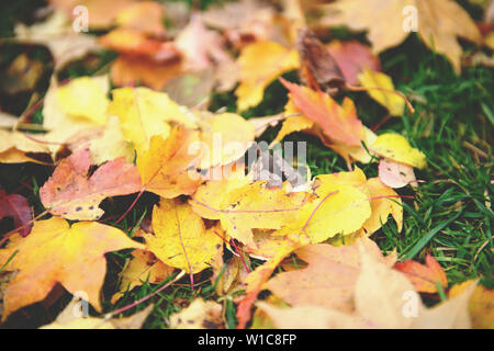 Pile de feuilles d'automne jaune et rouge sur l'herbe verte pelouse. Changement de saison. Couleur de ton rétro. Banque D'Images