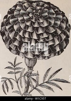 Image d'archive à partir de la page 57 du catalogue descriptif de légumes, de fleurs,. Catalogue descriptif de légumes, de fleurs, et des semences de ferme : bulbes, racines, plantes, outils . descriptivecatal1894weeb Année : 1894 OEILLET D'Inde. MARIGOLD. Par PKT.. De magnifiques plantes frontière mixtes, avec un élégant et gracieux feuillage, couverte de beaux fleurs doubles de riches et belles couleurs. H. H. A., 1 ft. El JDorado. Les couleurs passent par tous les tons de jaune, de très léger à l'orange le plus primrose. 10 Yery Double double mixte d'Afrique, 2 ft. Par oz, 505 Nain français à rayures d'or. Grandes fleurs, regul Banque D'Images
