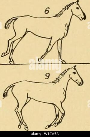 Image d'archive à partir de la page 58 du zoopraxography descriptif, ou, la science. Zoopraxography descriptif, ou, la science de l'animal locomotion fait descriptivezoopr muyb . populaires Année : 189300 Banque D'Images